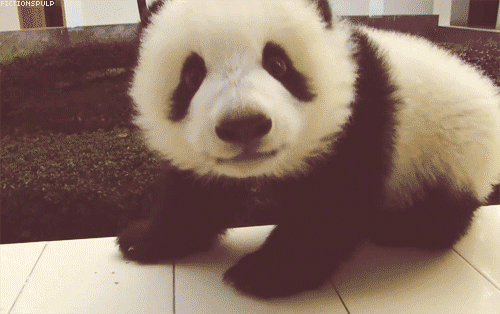 panda-bears-free-animated-gameznet 011.gif